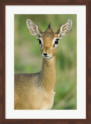 Framed Close-up of a Kirk&#39;s dik-dik, Tarangire National Park, Arusha Region, Tanzania (Madoqua kirkii) Print