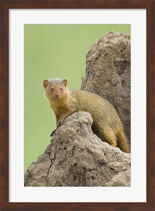 Framed Side profile of a Dwarf mongoose, Tarangire National Park, Arusha Region, Tanzania (Helogale parvula) Print