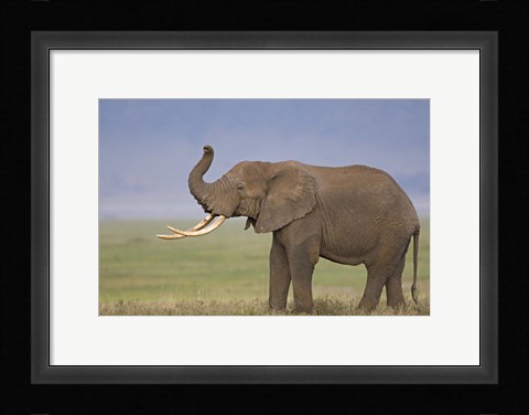 Framed Side profile of an African elephant standing in a field, Ngorongoro Crater, Arusha Region, Tanzania (Loxodonta africana) Print