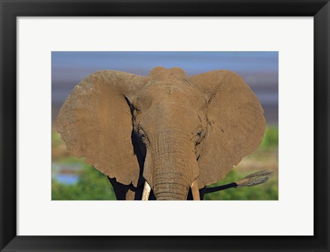Framed Close-up of an African elephant, Lake Manyara, Arusha Region, Tanzania (Loxodonta Africana) Print