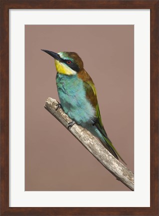 Framed Close-up of an European bee-eater perching on a branch, Lake Manyara, Arusha Region, Tanzania (Merops apiaster) Print