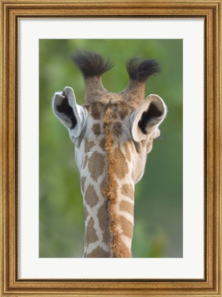 Framed Close-up of a Masai giraffe, Lake Manyara, Arusha Region, Tanzania (Giraffa camelopardalis tippelskirchi) Print