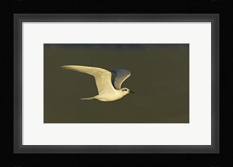Framed Close-up of a Gull-billed tern, Ngorongoro Crater, Arusha Region, Tanzania (Sterna nilotica) Print