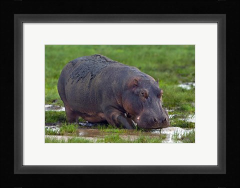 Framed Close-up of a hippopotamus, Lake Manyara, Arusha Region, Tanzania (Hippopotamus amphibius) Print