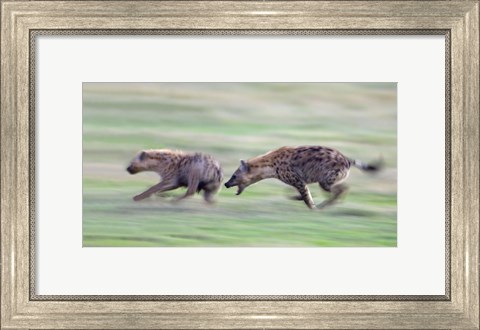 Framed Two hyenas running in a field, Ngorongoro Crater, Arusha Region, Tanzania Print