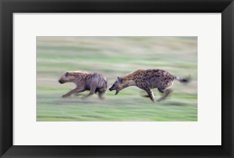 Framed Two hyenas running in a field, Ngorongoro Crater, Arusha Region, Tanzania Print