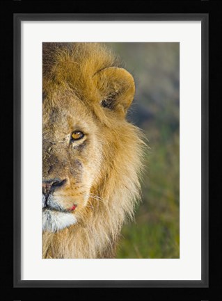 Framed Close-up of a lion, Ngorongoro Conservation Area, Arusha Region, Tanzania (Panthera leo) Print