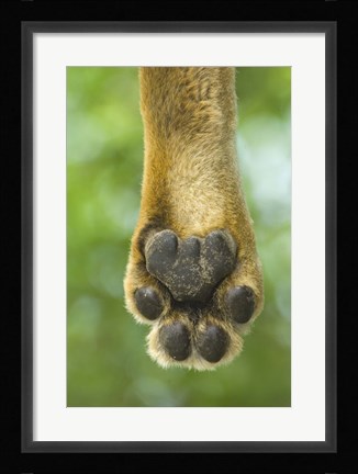 Framed Close-up of a lion's paw, Lake Manyara, Arusha Region, Tanzania (Panthera leo) Print