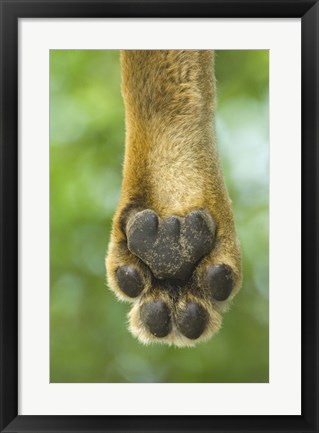 Framed Close-up of a lion&#39;s paw, Lake Manyara, Arusha Region, Tanzania (Panthera leo) Print