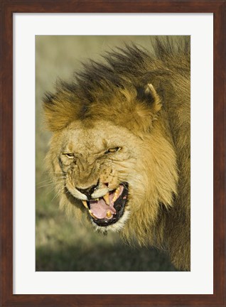 Framed Close-up of a lion snarling, Ngorongoro Conservation Area, Arusha Region, Tanzania (Panthera leo) Print