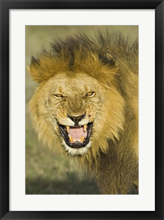 Framed Close-up of a lion roaring, Ngorongoro Conservation Area, Arusha Region, Tanzania (Panthera leo) Print