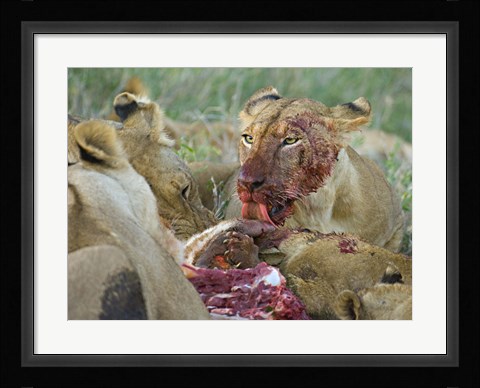 Framed Four lioness eating a kill, Ngorongoro Conservation Area, Arusha Region, Tanzania (Panthera leo) Print