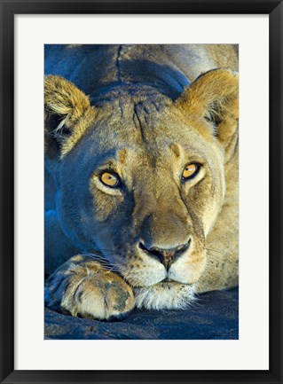 Framed Close-up of a lioness, Ngorongoro Conservation Area, Arusha Region, Tanzania (Panthera leo) Print