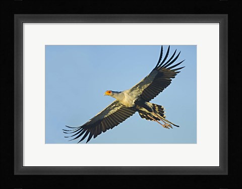 Framed Low angle view of a Secretary bird flying, Ngorongoro Conservation Area, Arusha Region, Tanzania (Sagittarius serpentarius) Print