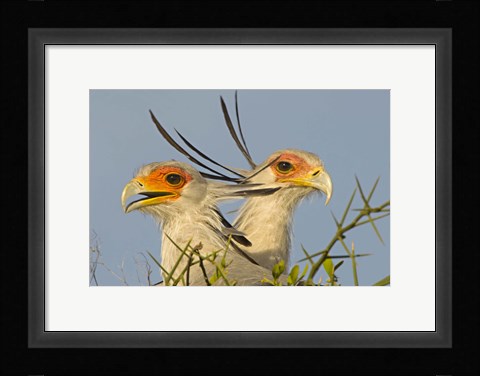Framed Close-up of two Secretary birds, Ngorongoro Conservation Area, Arusha Region, Tanzania (Sagittarius serpentarius) Print