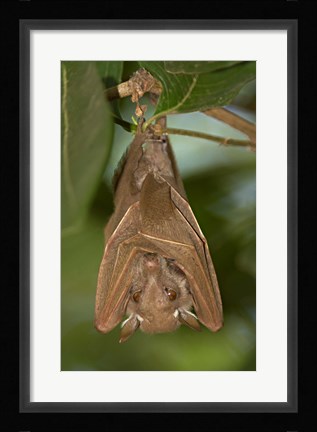 Framed Close-up of a bat hanging from a branch, Lake Manyara, Arusha Region, Tanzania Print