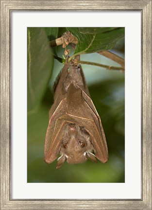 Framed Close-up of a bat hanging from a branch, Lake Manyara, Arusha Region, Tanzania Print