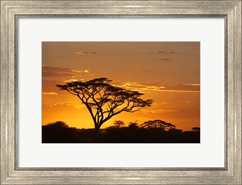 Framed Silhouette of Trees in a field, Ngorongoro Conservation Area, Arusha Region, Tanzania Print