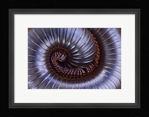 Framed Close-up of a millipede curled up, Tarangire National Park, Arusha Region, Tanzania Print