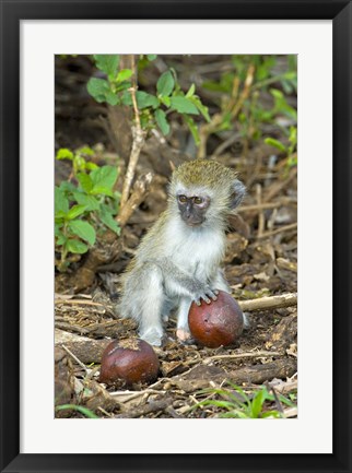 Framed Vervet monkey holding a seed pod, Tarangire National Park, Arusha Region, Tanzania (Chlorocebus pygerythrus) Print