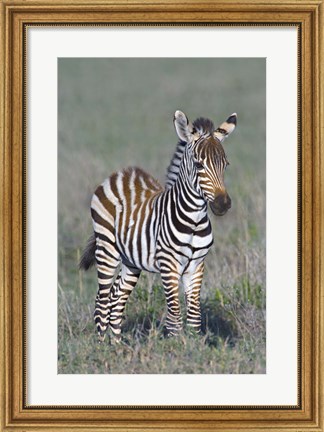 Framed Young zebra standing in a field Print