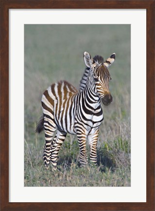 Framed Young zebra standing in a field Print