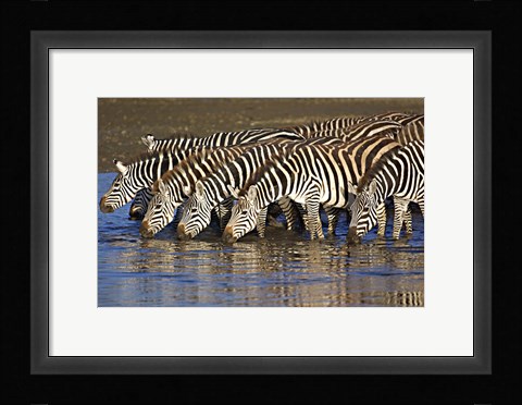 Framed Herd of zebras drinking water, Ngorongoro Conservation Area, Arusha Region, Tanzania (Equus burchelli chapmani) Print