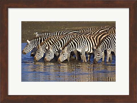 Framed Herd of zebras drinking water, Ngorongoro Conservation Area, Arusha Region, Tanzania (Equus burchelli chapmani) Print