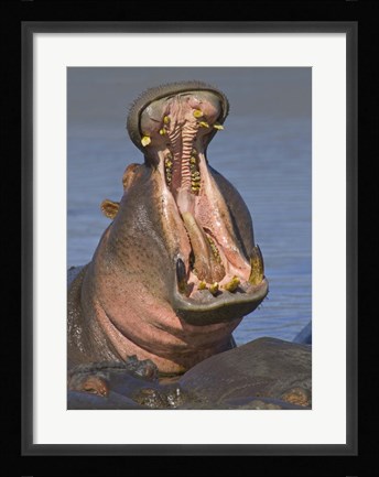 Framed Close-up of a Hippopotamus, Lake Manyara, Arusha Region, Tanzania Print