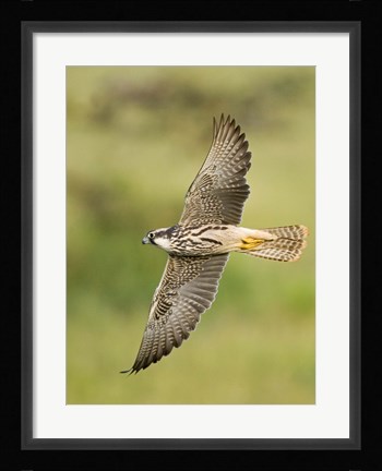 Framed Close-up of a Lanner falcon flying, Lake Manyara, Arusha Region, Tanzania (Falco biarmicus) Print