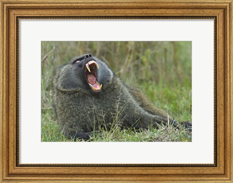 Framed Close-up of an Olive baboon yawning, Lake Nakuru, Kenya (Papio anubis) Print