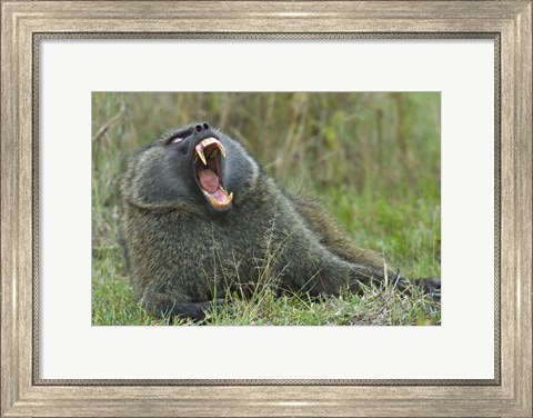 Framed Close-up of an Olive baboon yawning, Lake Nakuru, Kenya (Papio anubis) Print