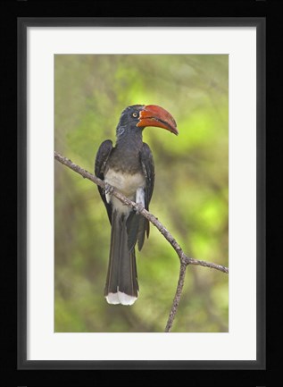 Framed Crowned Hornbill perching on a branch, Lake Manyara, Arusha Region, Tanzania (Tockus alboterminatus) Print
