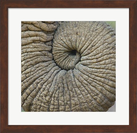 Framed Close-up of an Elephant trunk, Ngorongoro Conservation Area, Arusha Region, Tanzania Print