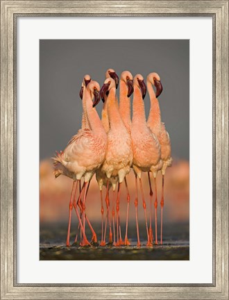 Framed Flock of eight flamingos wading in water, Lake Nakuru, Kenya Print