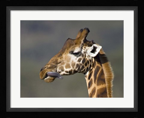Framed Close-up of a Rothschild's giraffe, Lake Nakuru, Kenya (Giraffa camelopardalis rothschildi) Print