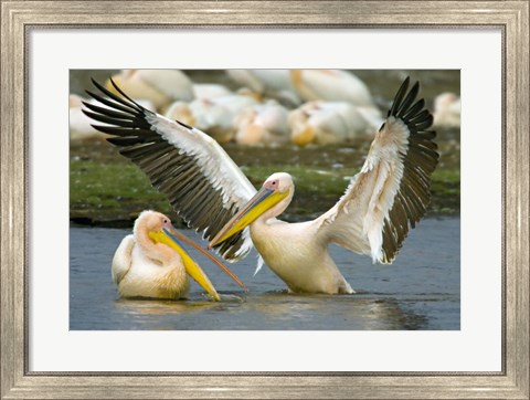 Framed Two Great white pelicans wading in a lake, Lake Nakuru, Kenya (Pelecanus onocrotalus) Print