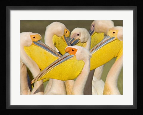 Framed Flock of Great white pelicans, Lake Nakuru, Kenya (Pelecanus onocrotalus) Print