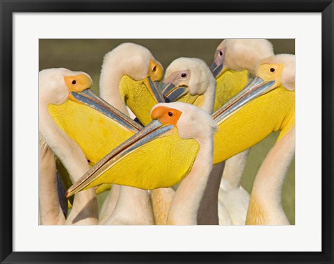 Framed Flock of Great white pelicans, Lake Nakuru, Kenya (Pelecanus onocrotalus) Print