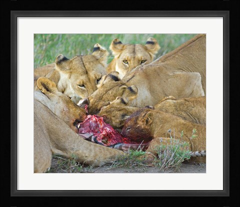 Framed Five lions eating a dead zebra, Ngorongoro Conservation Area, Arusha Region, Tanzania (Panthera leo) Print