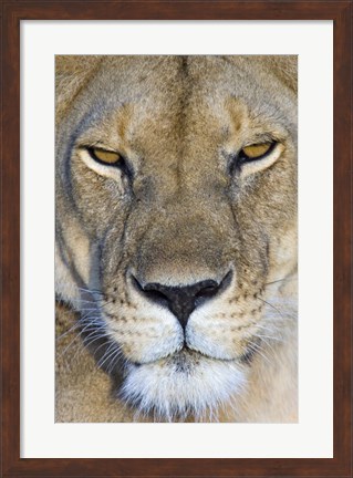 Framed Close-up of a lioness, Masai Mara National Reserve, Kenya (Panthera leo) Print