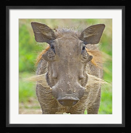 Framed Close-up of a warthog, Lake Manyara, Arusha Region, Tanzania (Phacochoerus aethiopicus) Print