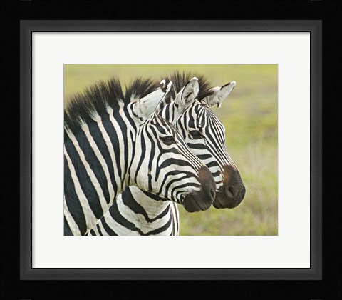 Framed Close-up of two zebras, Ngorongoro Conservation Area, Arusha Region, Tanzania (Equus burchelli chapmani) Print