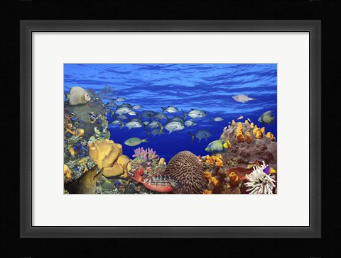 Framed School of fish swimming near a reef Print