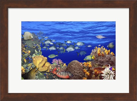 Framed School of fish swimming near a reef Print