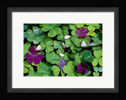 Framed Wood Sorrel Plants Print