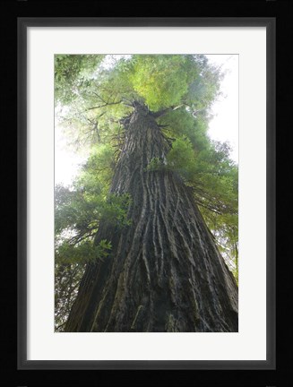 Framed Low-Angle View Of Redwood Tree Print