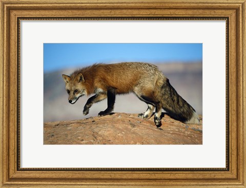 Framed Red Fox On Hilltop Print