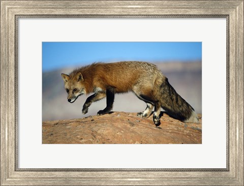 Framed Red Fox On Hilltop Print