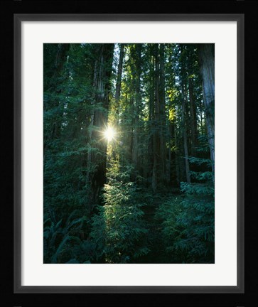 Framed Low angle view of sunstar through redwood trees, Jedediah Smith Redwoods State Park, California, USA. Print